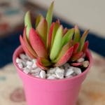Grow your own Succulents